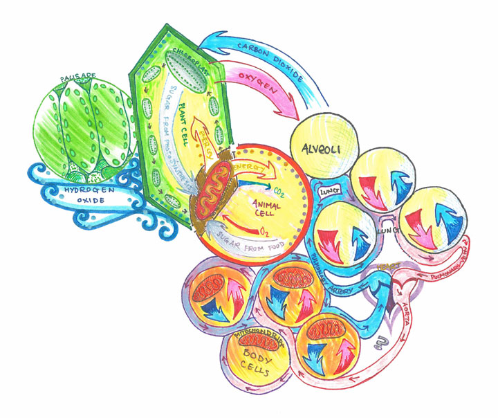 circulatory system drawing