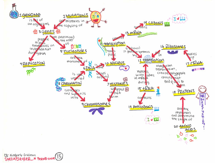 Genome and protien drawing