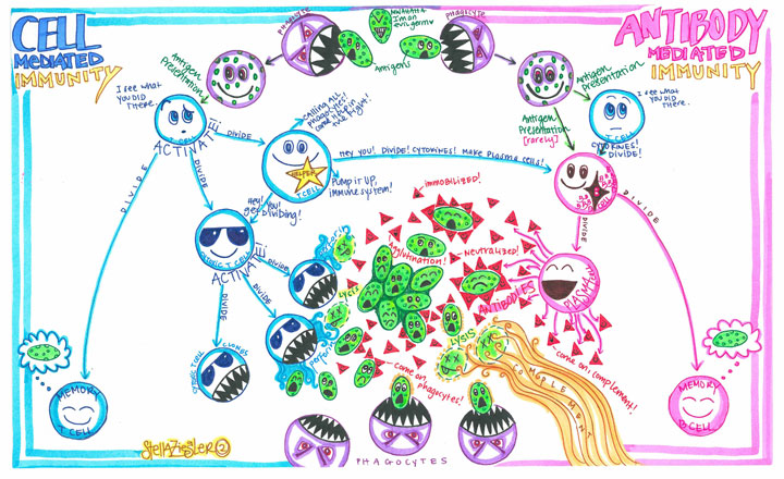 Immunity drawing